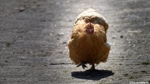 dwimages.nl