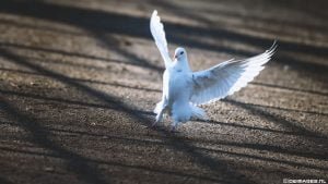 dwimages.nl