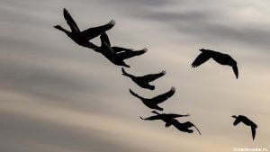 dwimages.nl