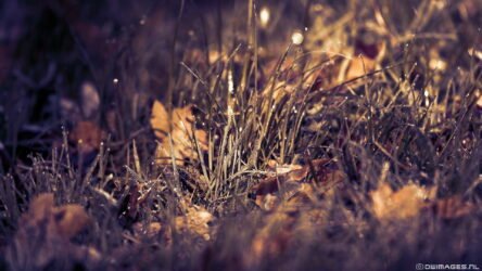 Full HD Wallpaper