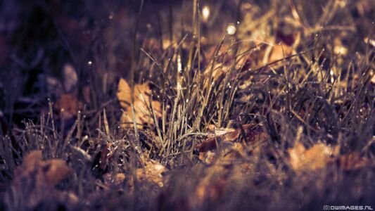 Full HD Wallpaper