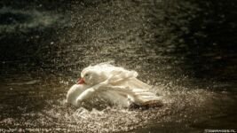 dwimages.nl