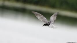 dwimages.nl