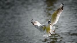 dwimages.nl