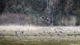 dwimages.nl