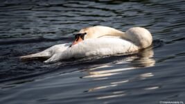 dwimages.nl