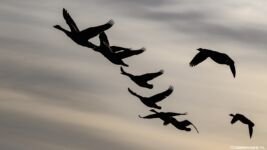 dwimages.nl