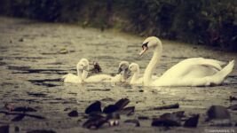 dwimages.nl