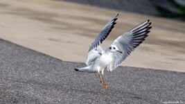 dwimages.nl