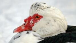 dwimages.nl