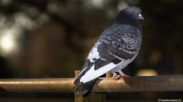 dwimages.nl