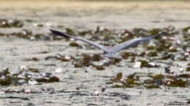 dwimages.nl